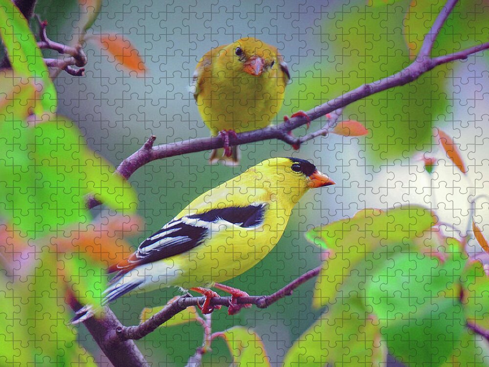 Finch Jigsaw Puzzle featuring the photograph Pair of Goldfinches by Rodney Campbell