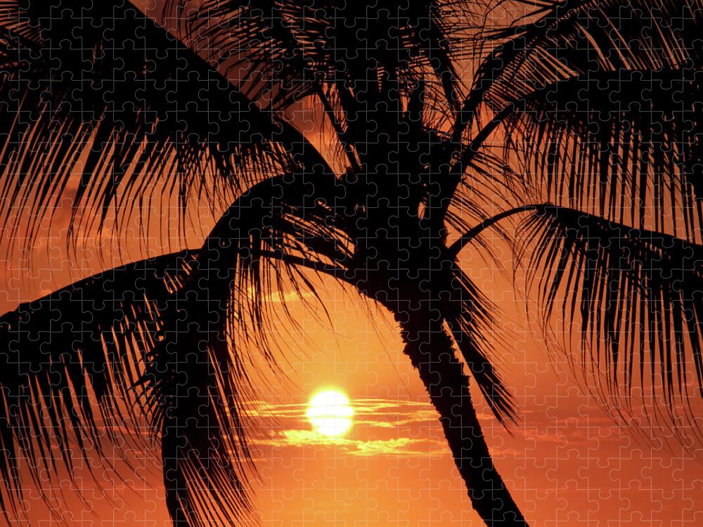 Palm Tree Jigsaw Puzzle featuring the photograph Palm Tree Silhouette by Christopher Johnson
