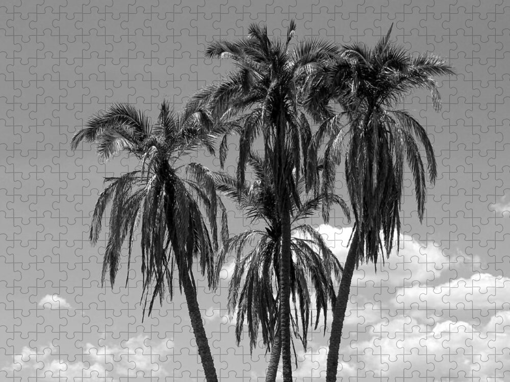 Photo For Sale Jigsaw Puzzle featuring the photograph Palm Tree Trio by Robert Wilder Jr