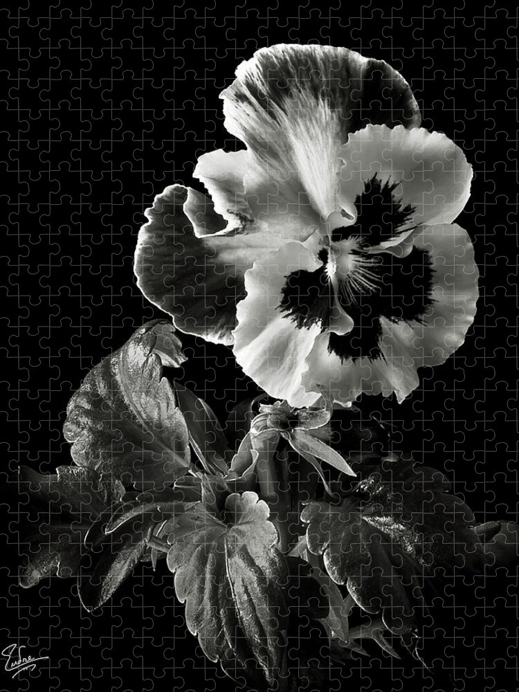 Flower Jigsaw Puzzle featuring the photograph Pansy in Black and White by Endre Balogh