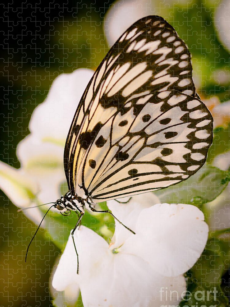 Butterfly Jigsaw Puzzle featuring the photograph Paper Kite on White by Ana V Ramirez