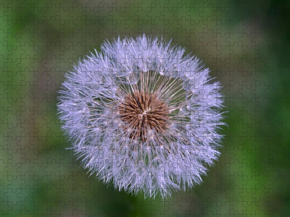 Outdoor Jigsaw Puzzle featuring the photograph Parachute Club- Dandelion Gone to Seed by David Porteus