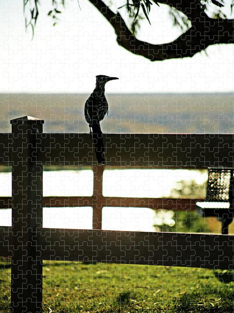 Animal Jigsaw Puzzle featuring the photograph Park Roadrunner by Charles Benavidez