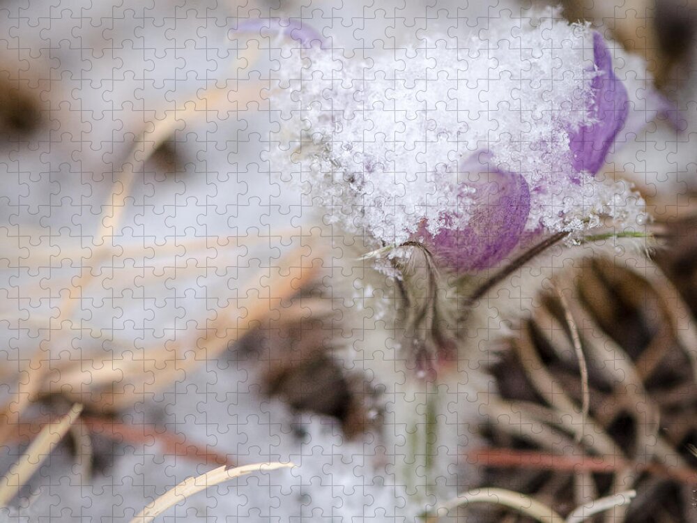 Dakota Jigsaw Puzzle featuring the photograph Pasqueflower in the Snow by Greni Graph