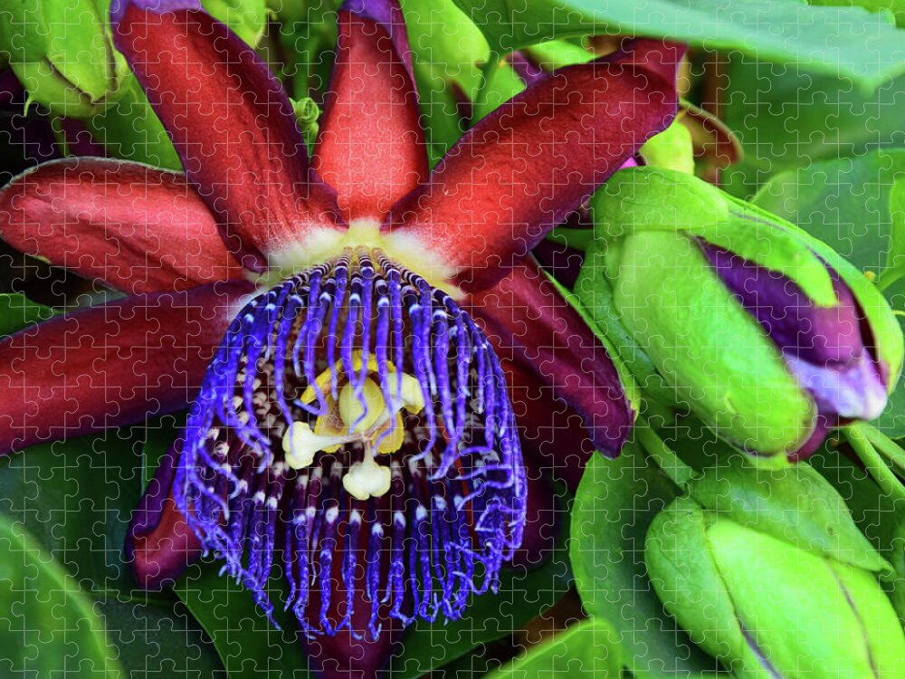 Passion Flower Jigsaw Puzzle featuring the photograph Passion Flower ver. 17 by Robert VanDerWal