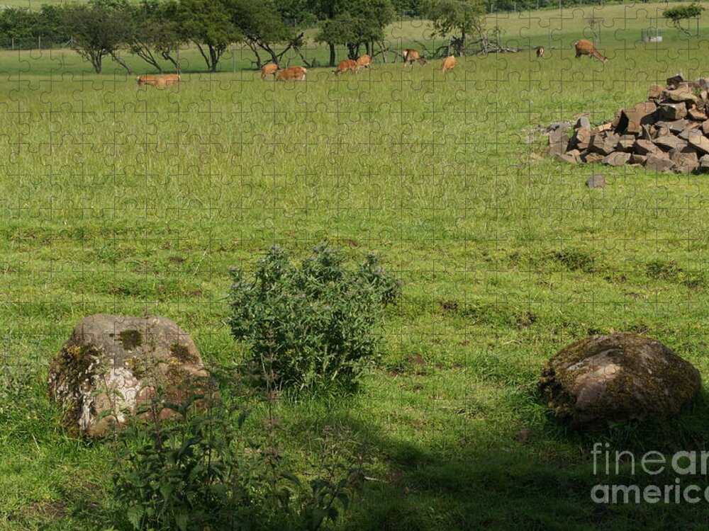 Beecraigs Jigsaw Puzzle featuring the photograph Pasture. by Elena Perelman
