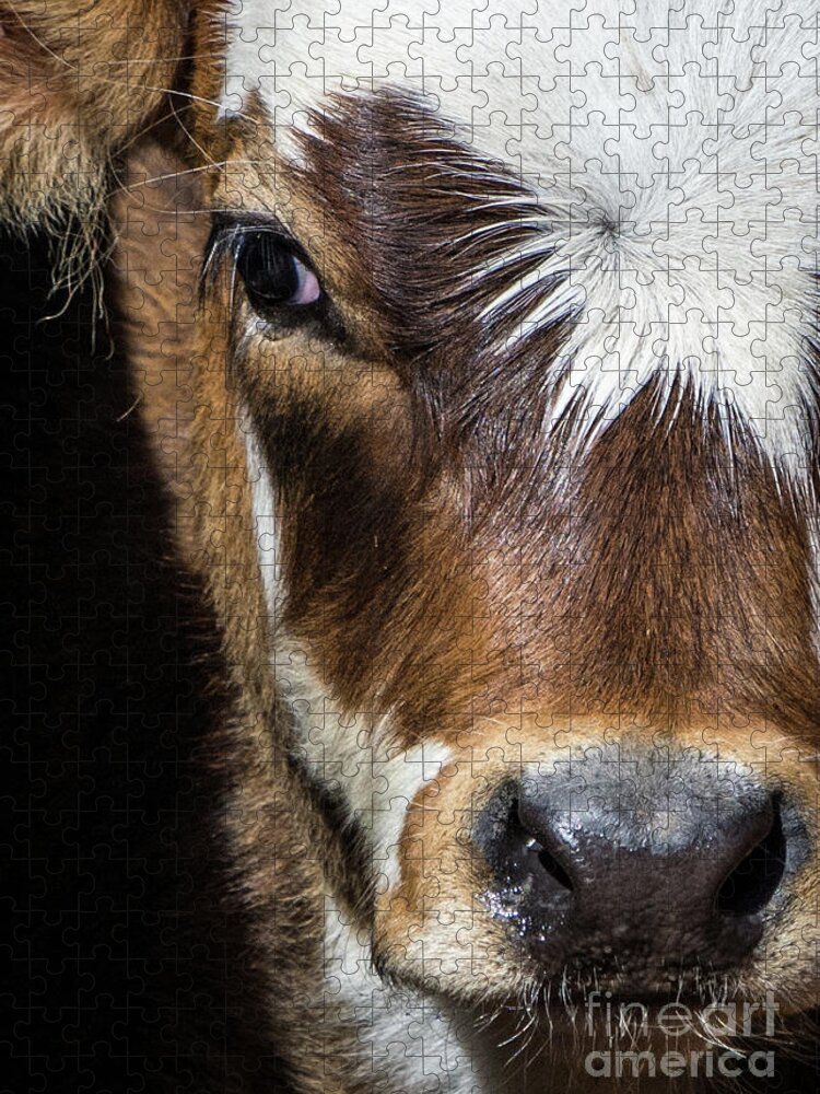 Calf Jigsaw Puzzle featuring the photograph Patches by Cheryl McClure