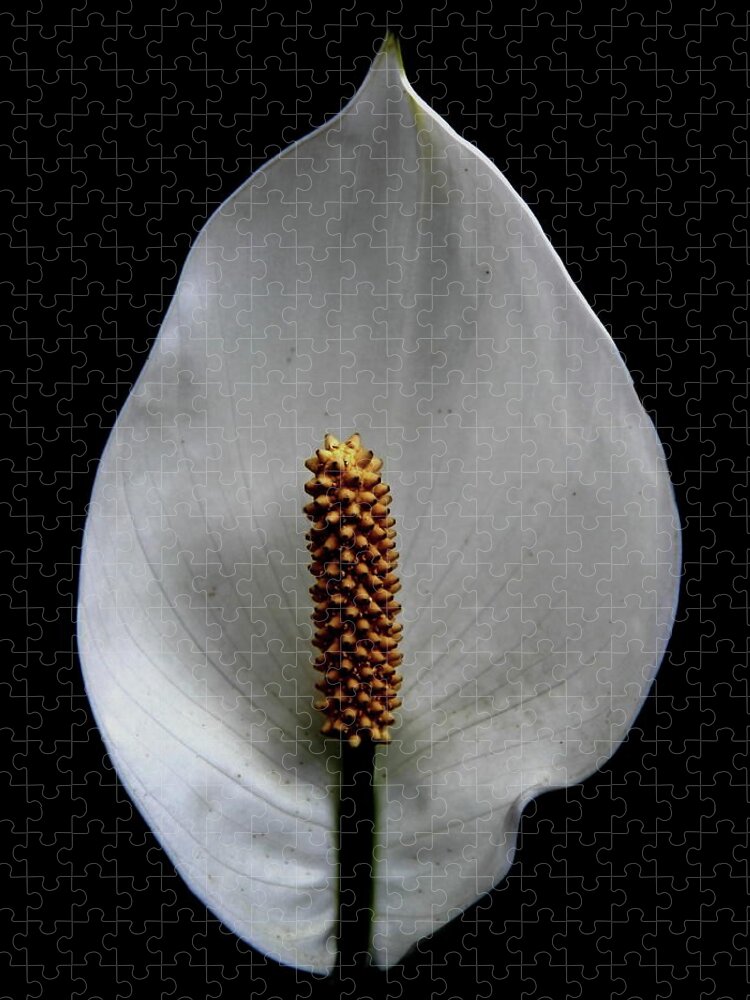 Peace Lily Jigsaw Puzzle featuring the photograph Peace Lily by Allen Nice-Webb
