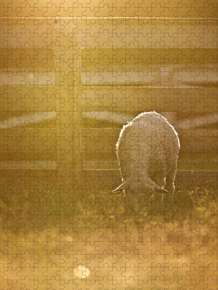 Sheep Jigsaw Puzzle featuring the photograph Peaceful Light by Rachel Morrison