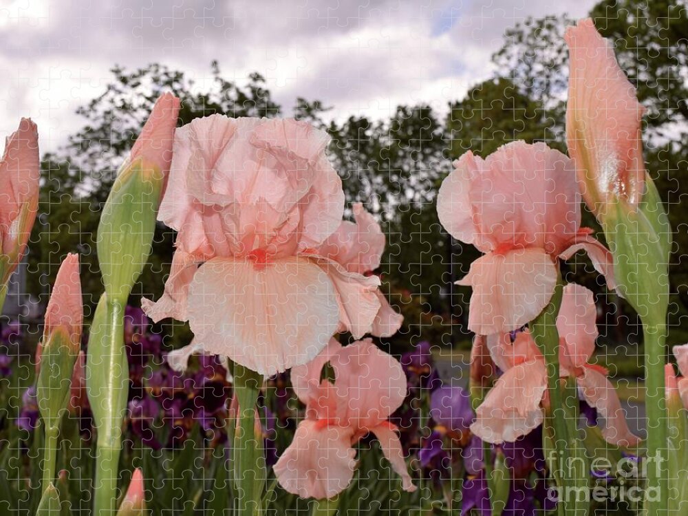 Barrieloustark Jigsaw Puzzle featuring the photograph Peach Iris by Barrie Stark