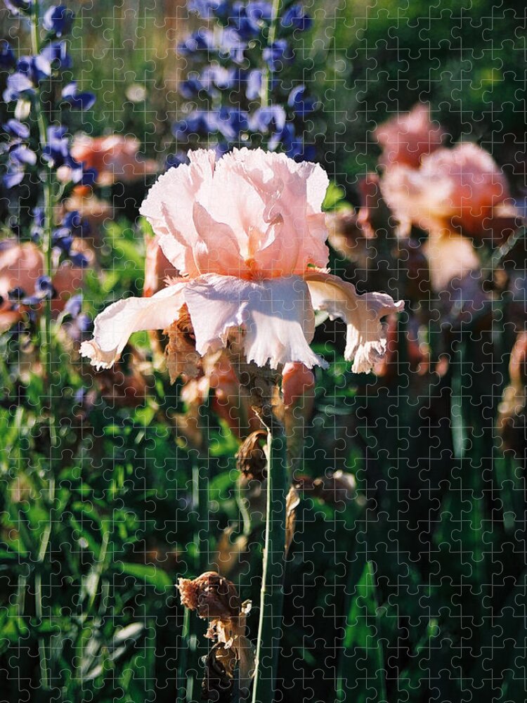 Flower Jigsaw Puzzle featuring the photograph Peach iris by Steve Karol