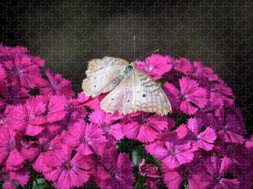 Photograph Jigsaw Puzzle featuring the photograph Peacock Butterfly on Fuchsia Phlox by Suzanne Gaff