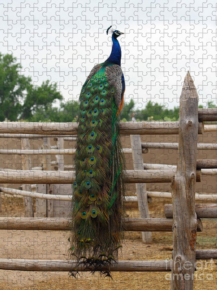 Peacock in the Bents Fort Corral Jigsaw Puzzle by Catherine Sherman - Pixels