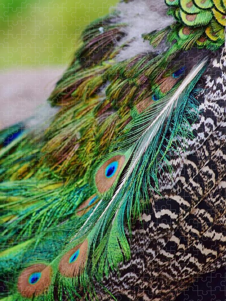 Peacock Jigsaw Puzzle featuring the photograph Peacock by Nicole Lloyd