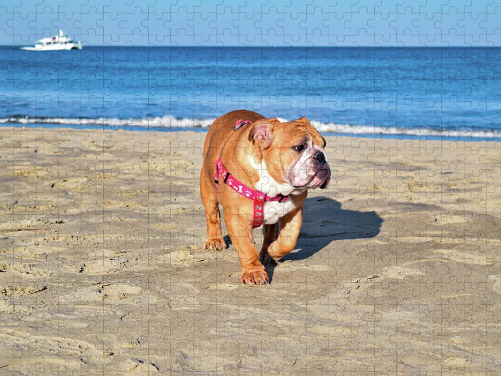 Ocean Jigsaw Puzzle featuring the photograph Peanut on the Beach by Nicole Lloyd