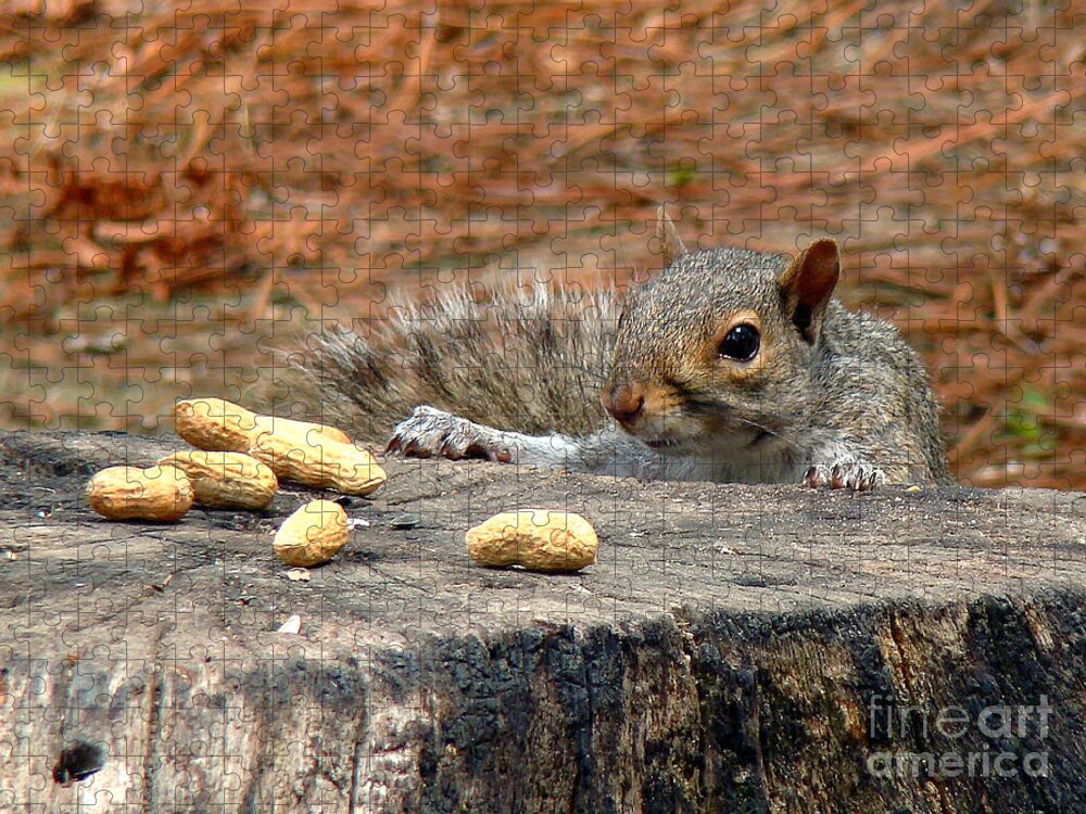 Squirrel Jigsaw Puzzle featuring the photograph Peanut Surprise by Sue Melvin
