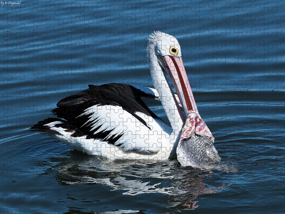Pelican Photography Jigsaw Puzzle featuring the photograph Pelican fishing 6661 by Kevin Chippindall