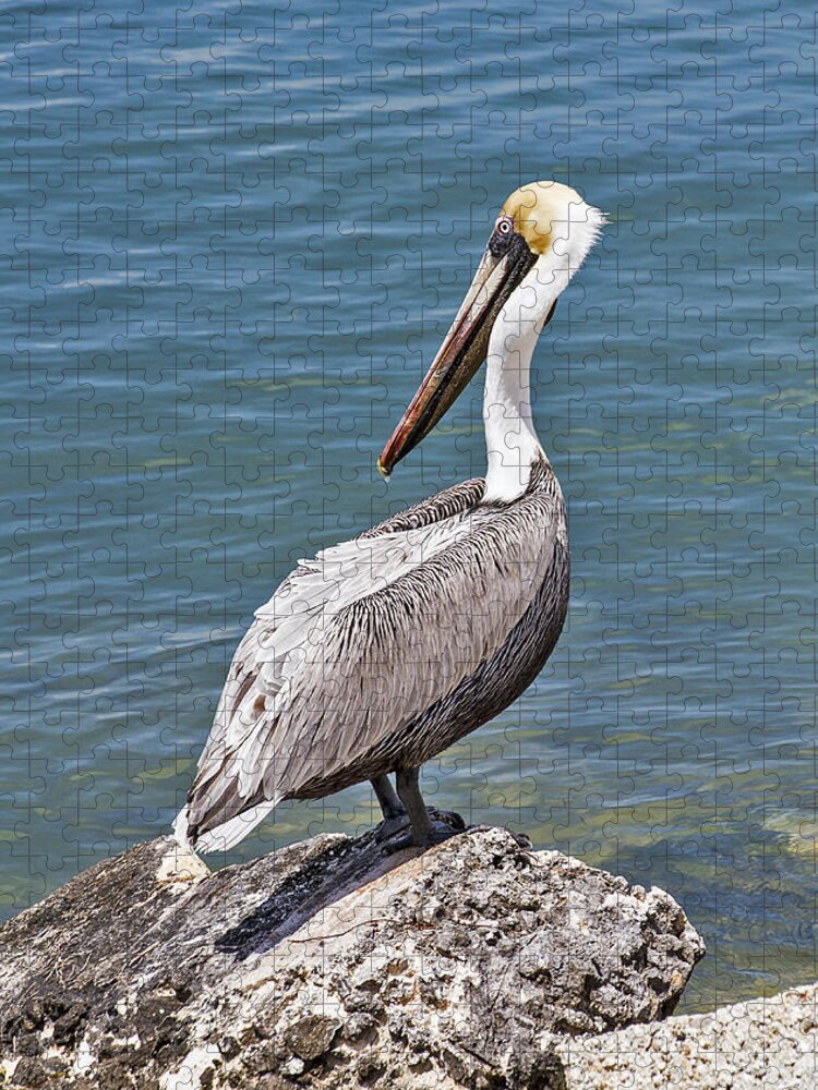 Water Jigsaw Puzzle featuring the photograph Pelican on Rock by Bob Slitzan