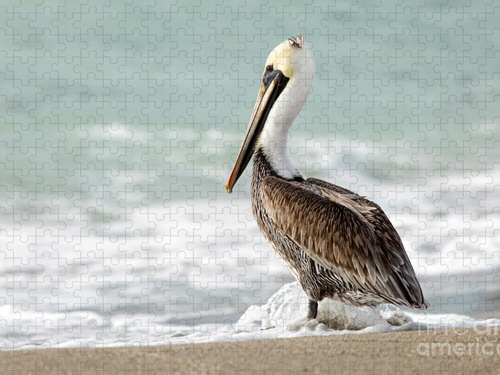 Florida Jigsaw Puzzle featuring the photograph Pelican Waves by Karin Pinkham