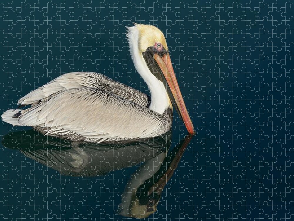 Pelican Jigsaw Puzzle featuring the photograph Pelican With Reflection by Bradford Martin
