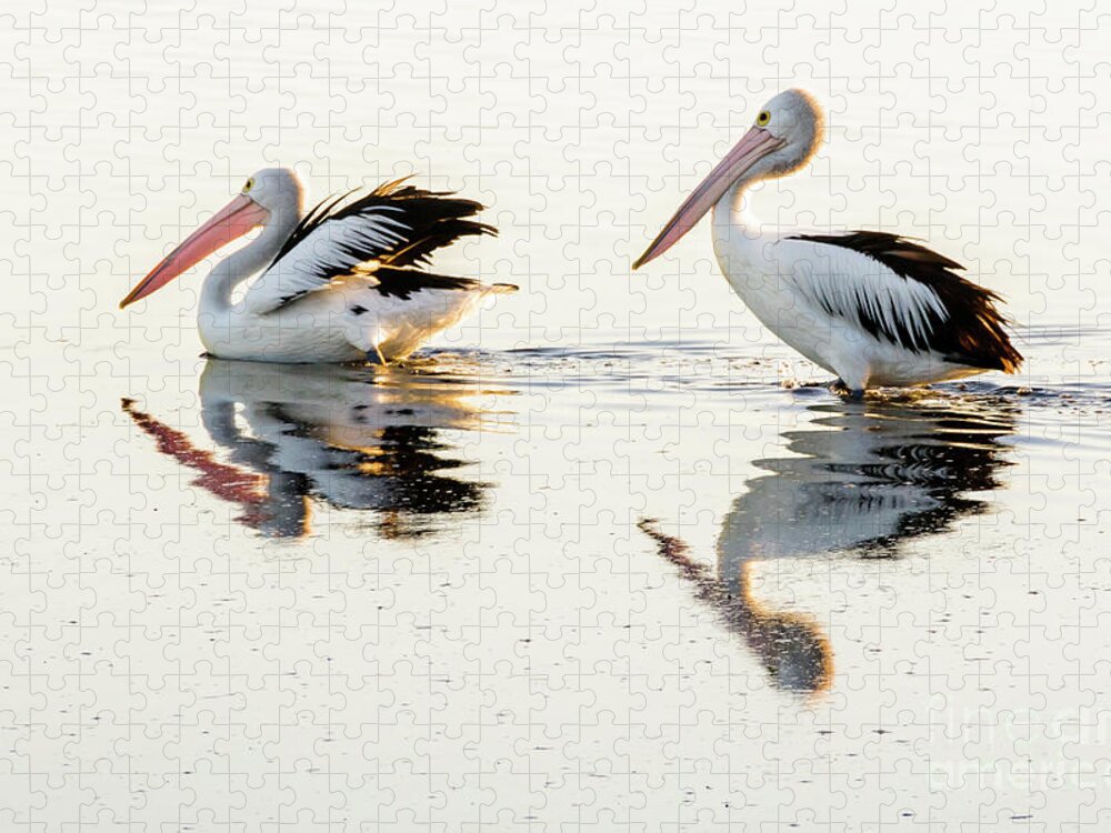 Bird Jigsaw Puzzle featuring the photograph Pelicans at Dusk by Werner Padarin