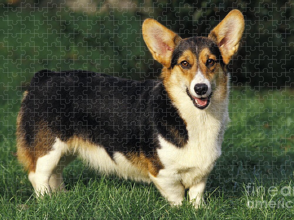 Portrait Of Black, Brown And White Corgi Jigsaw Puzzle by M Photo