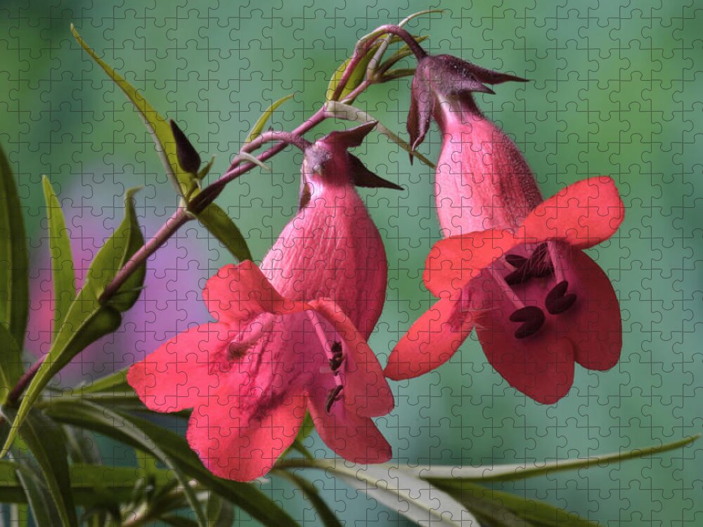 Penstemon Jigsaw Puzzle featuring the photograph Penstemon by Terence Davis