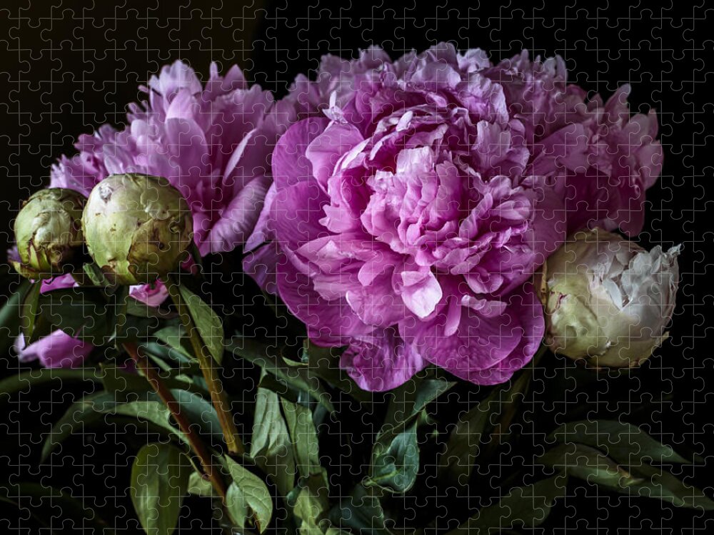 Peonies Jigsaw Puzzle featuring the photograph Peonies Still Life by Jade Moon