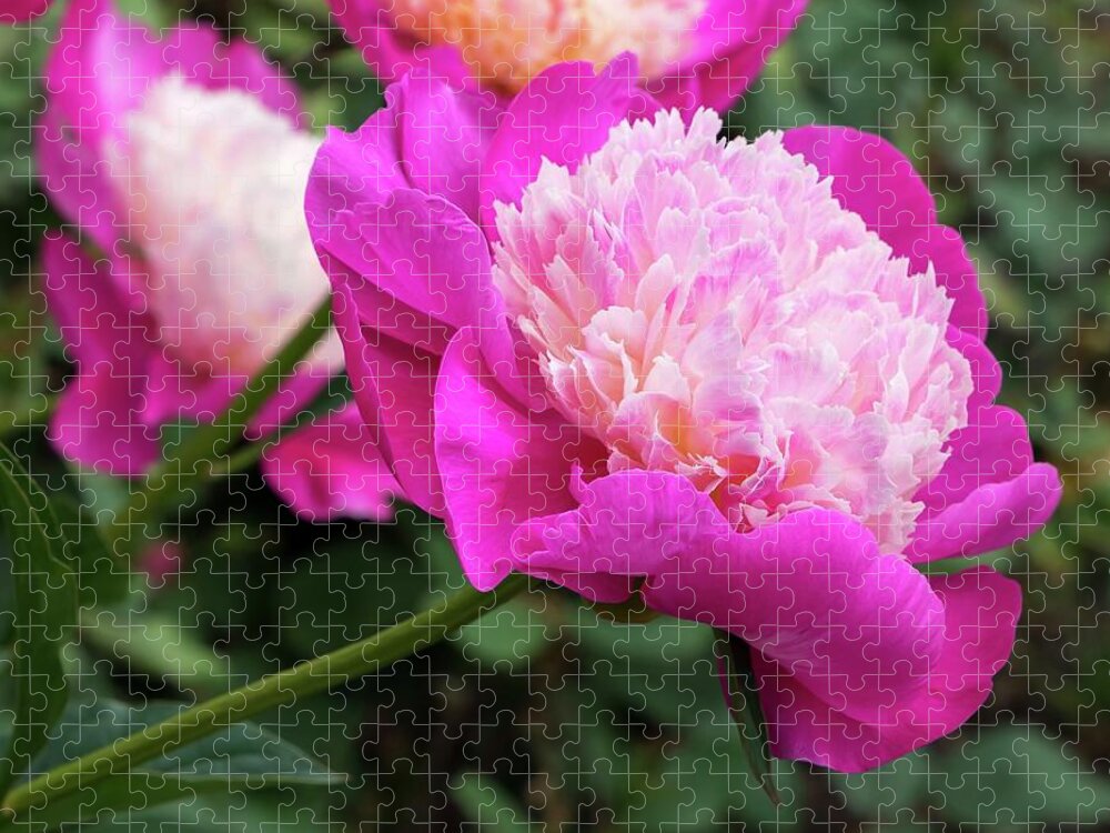 Peony Jigsaw Puzzle featuring the photograph Peony by Chris Berrier