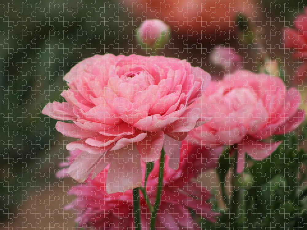 Pink Ranunculus Jigsaw Puzzle featuring the photograph Peony Pink Ranunculus Closeup by Colleen Cornelius