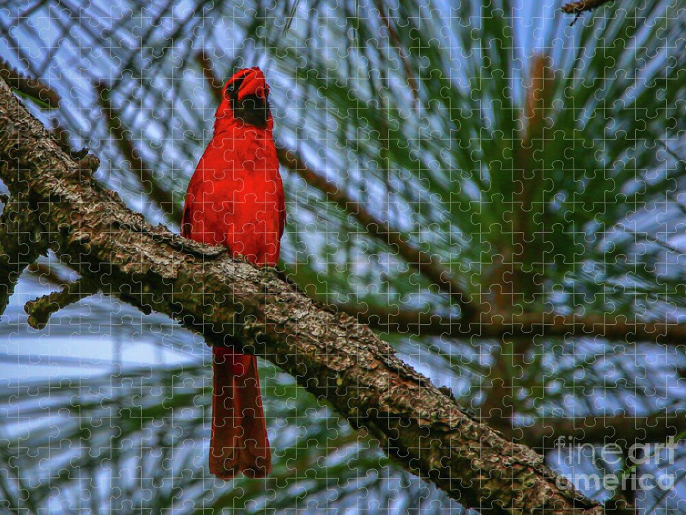 Cardinal. Bird Jigsaw Puzzle featuring the photograph Perched Cardinal by Tom Claud