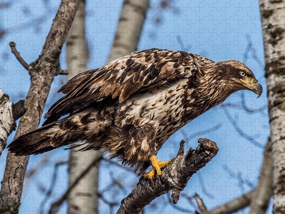 Bald Eagle Jigsaw Puzzle featuring the photograph Perched juvenile Bald Eagle by Paul Freidlund