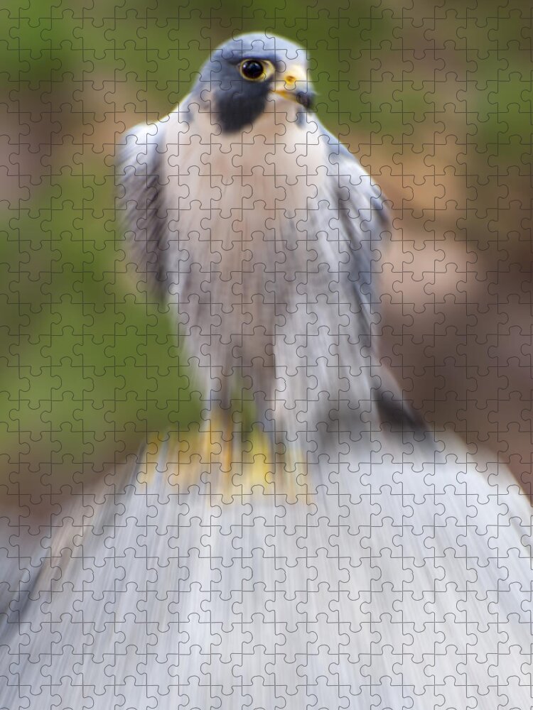 Falco Peregrinus Jigsaw Puzzle featuring the digital art Peregrine Falcon by Flees Photos