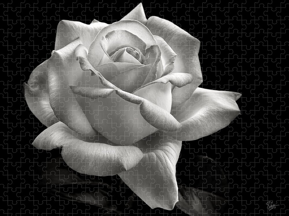 Perfect Rose Jigsaw Puzzle featuring the photograph Perfect Rose in Black and White by Endre Balogh