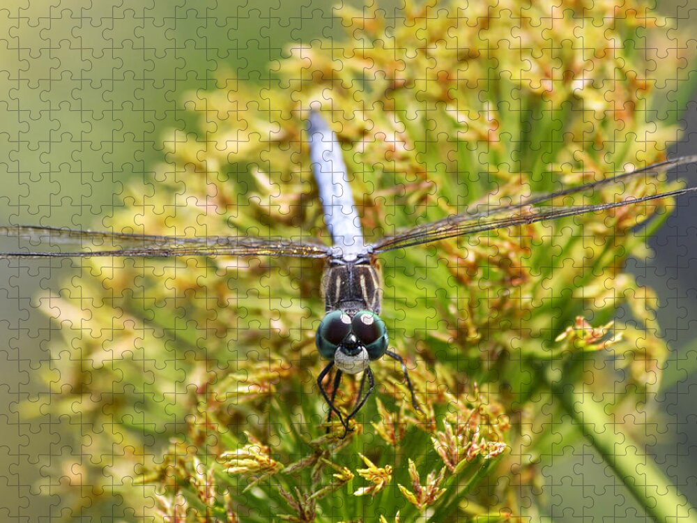 Dragonfly Jigsaw Puzzle featuring the photograph Perfect Smile by Melanie Moraga