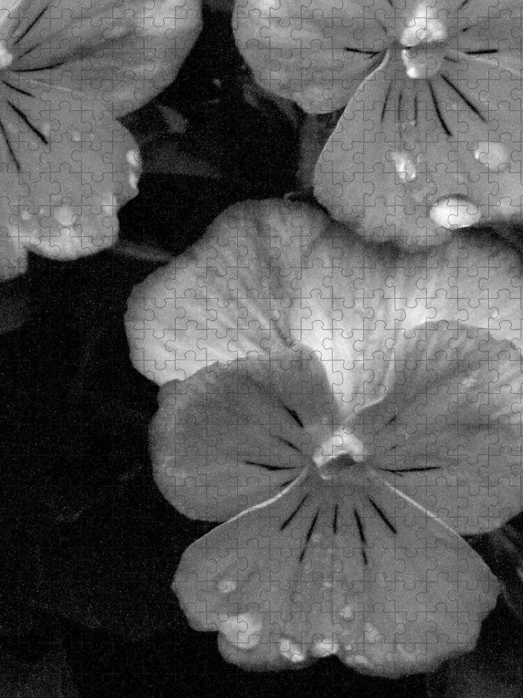 Pansy Jigsaw Puzzle featuring the photograph Perfectly Pansy 12 - BW - Water Paper by Pamela Critchlow
