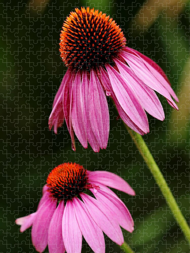Echinacea Jigsaw Puzzle featuring the photograph Petals And Quills by Debbie Oppermann