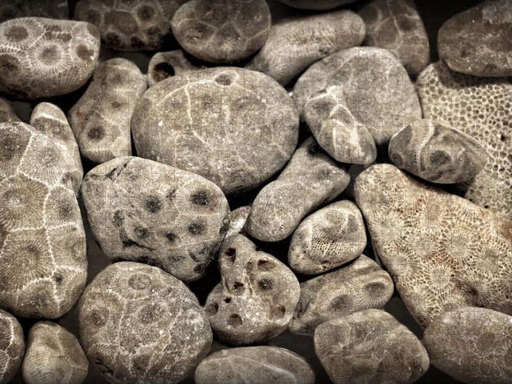 Stone Jigsaw Puzzle featuring the photograph Petoskey Stones Vl by Michelle Calkins