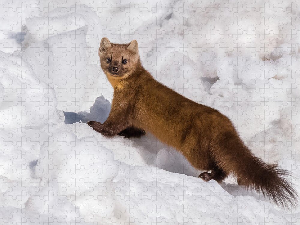 Pine Marten Jigsaw Puzzle featuring the photograph Pine Marten In Snow by Yeates Photography