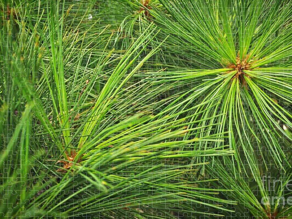 Pine Jigsaw Puzzle featuring the photograph Pine Needles by Robert Knight
