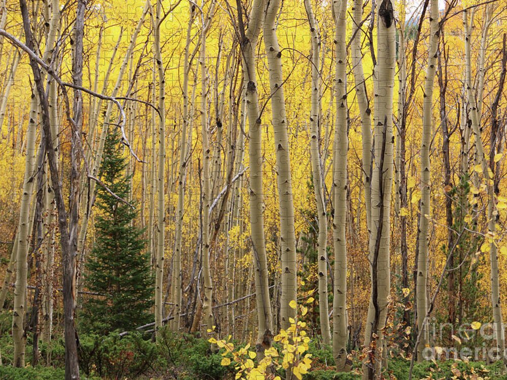 Aspens Jigsaw Puzzle featuring the photograph Pine Tree Among Aspens 4873 by Jack Schultz
