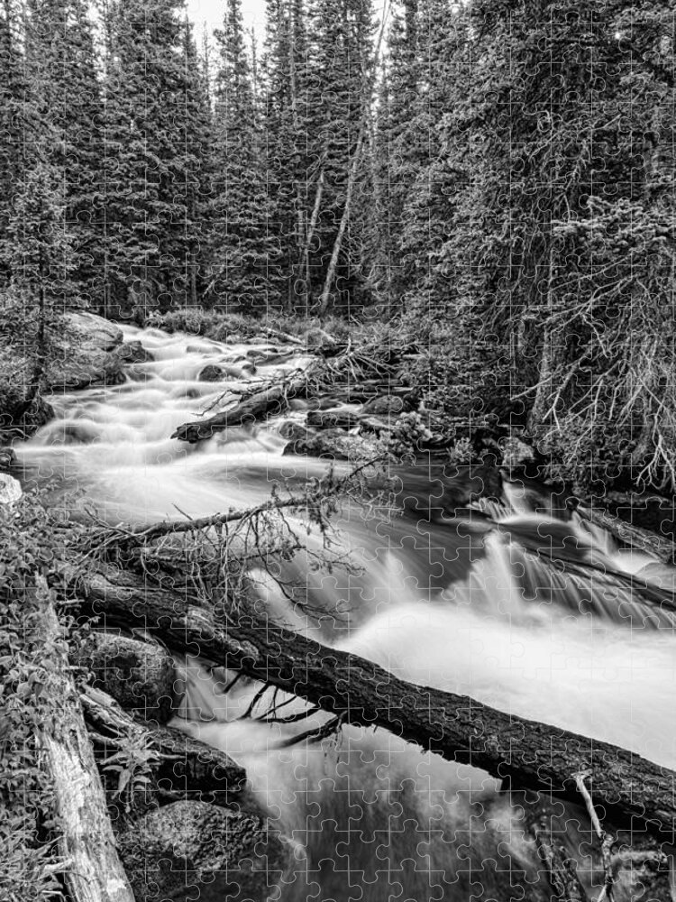 Rocky Jigsaw Puzzle featuring the photograph Pine Tree Forest Creek Portrait In Black and White by James BO Insogna