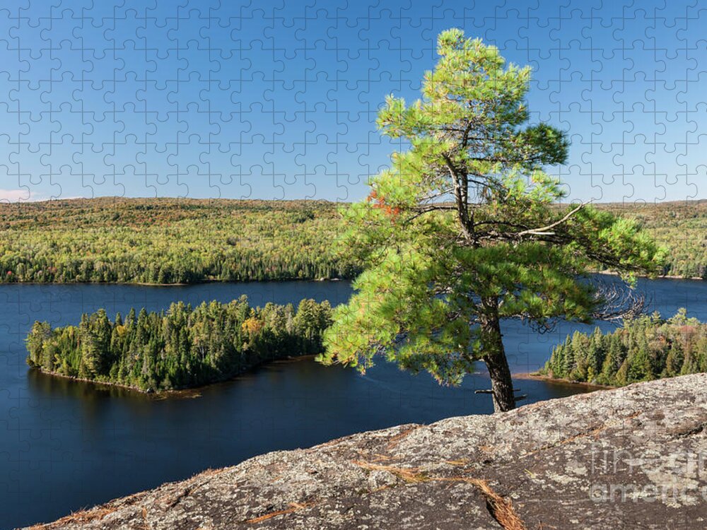 Pine Jigsaw Puzzle featuring the photograph Pine tree with a view by Elena Elisseeva