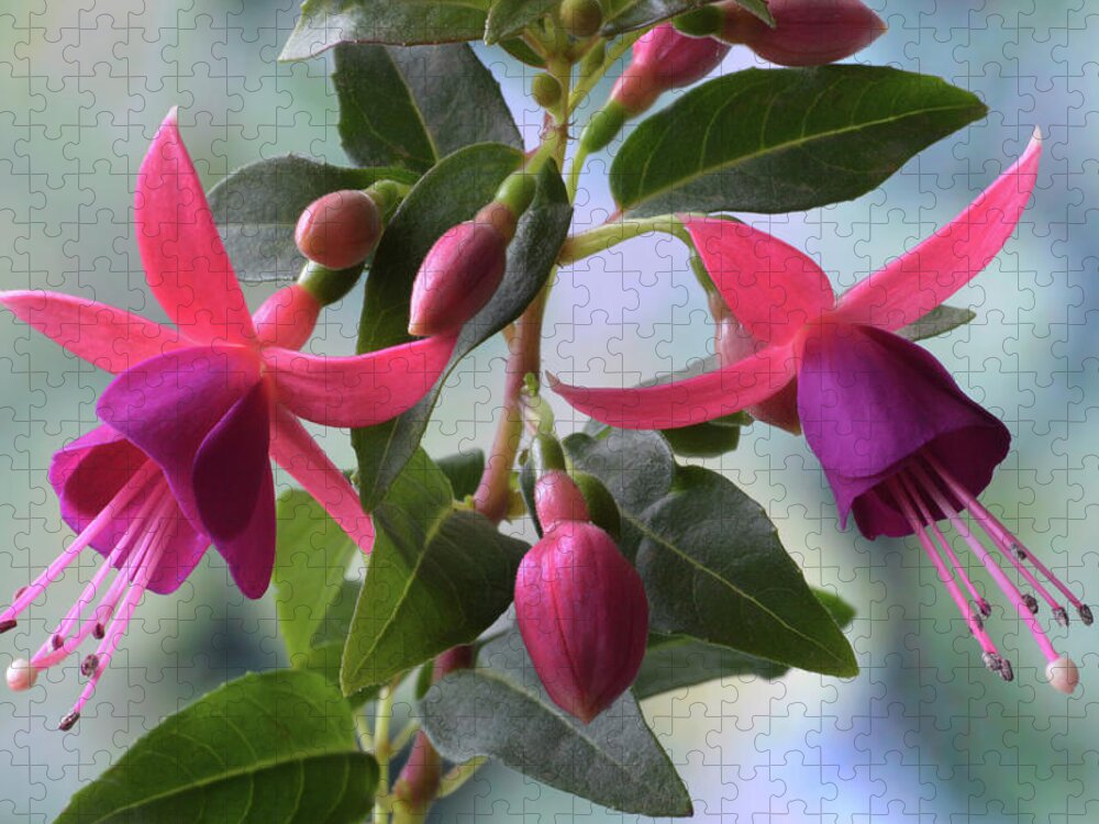 Fuchsias Jigsaw Puzzle featuring the photograph Pink And Purple Fuchsia by Terence Davis