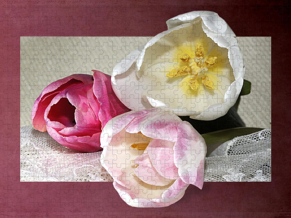 Tulips.liliaceae Jigsaw Puzzle featuring the photograph Pink And White Tulips Framed by Phyllis Denton