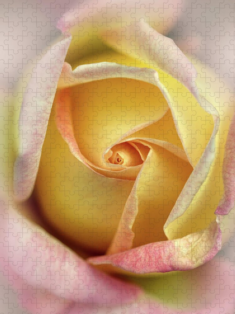 Rose Jigsaw Puzzle featuring the photograph Pink and yellow rose by Jaroslaw Blaminsky