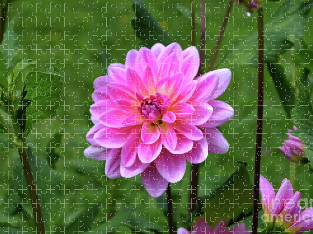 Michelle Meenawong Jigsaw Puzzle featuring the photograph Pink Dahlia by Michelle Meenawong