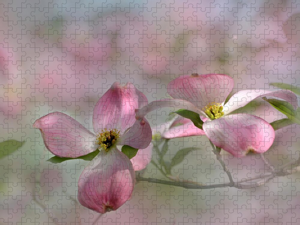 Beauty Jigsaw Puzzle featuring the photograph pink Dogwood 03 by Ann Bridges