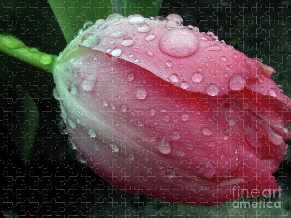 Tulips Jigsaw Puzzle featuring the photograph Pink Drops 2 by Kim Tran
