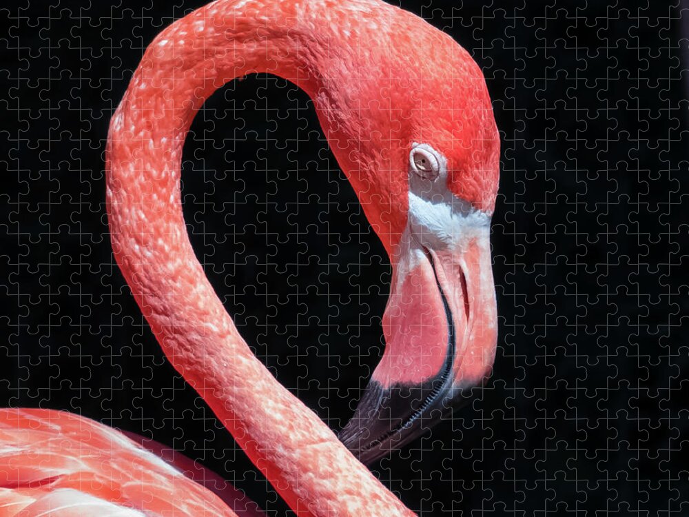 Pink Flamingo Jigsaw Puzzle featuring the photograph Pink Flamingo by Robert Bellomy
